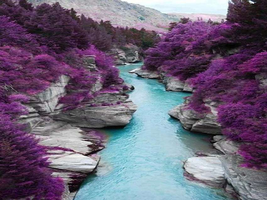 Skotsko-Isle of Skye. řeka a fialové stromy, zázrak online puzzle