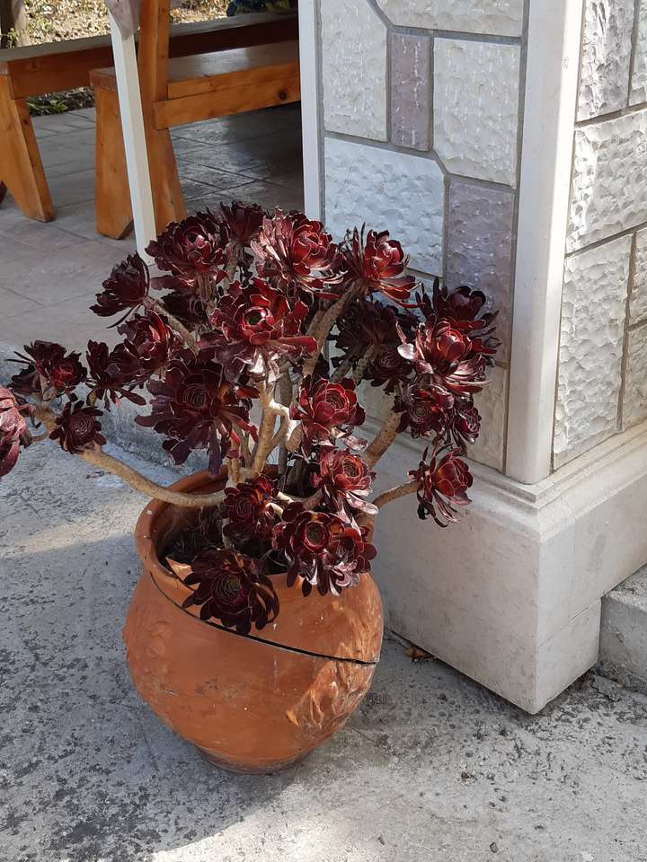 maceta con una planta rompecabezas en línea