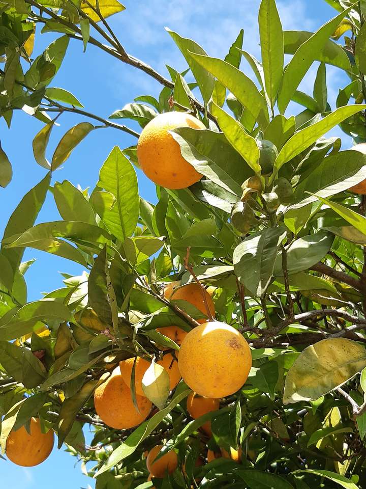 木の上の柑橘類 ジグソーパズルオンライン