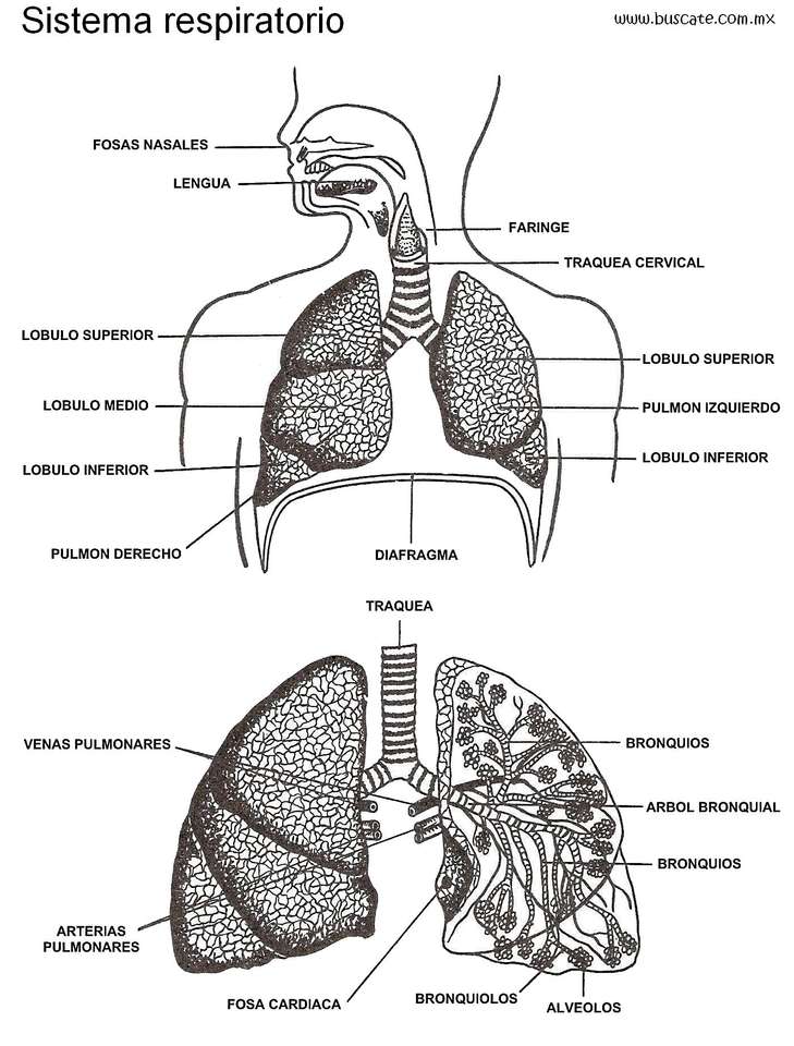lidský dýchací systém skládačky online