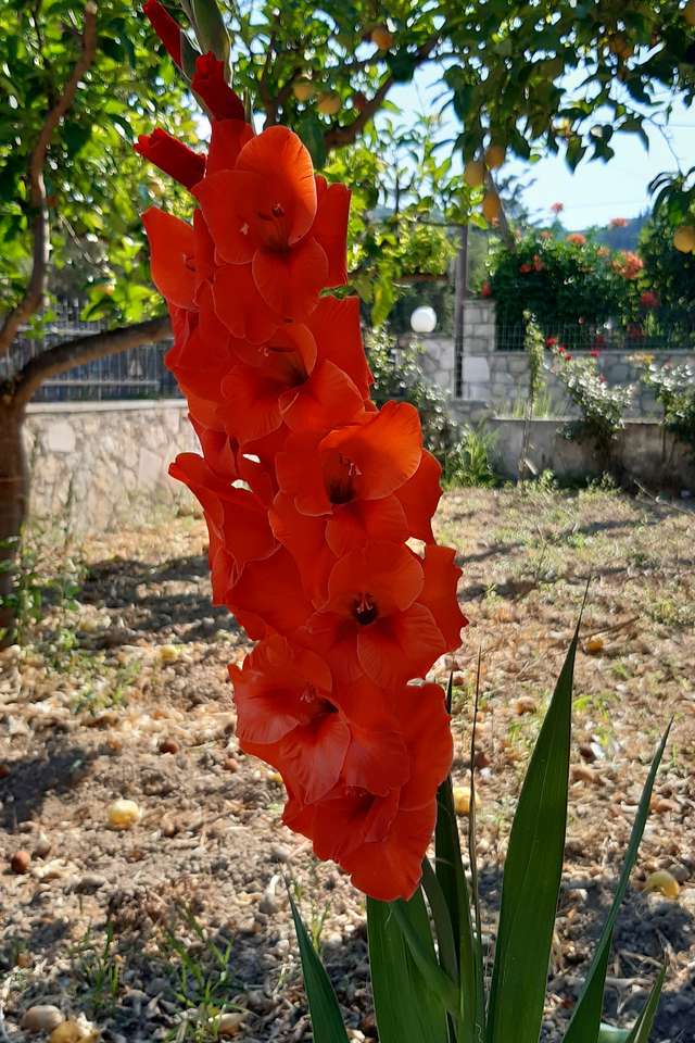 rote Gladiole Online-Puzzle