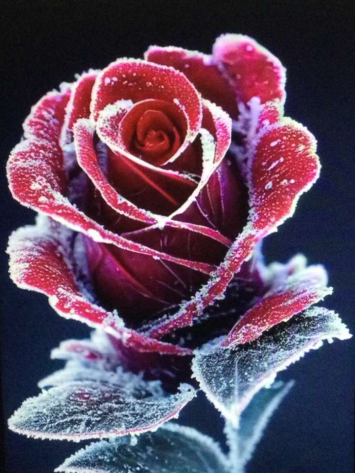 снежная роза онлайн-пазл