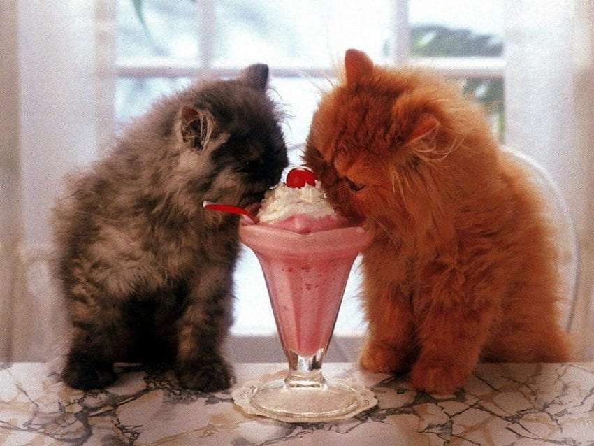 Tuturor le place înghețata, doi gurmanzi drăguți în acțiune :) puzzle online