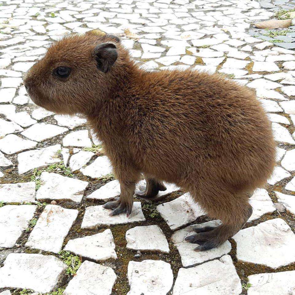 μωρό capibara στο Οχάιο παζλ online