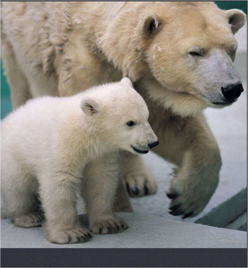 семья белых медведей онлайн-пазл