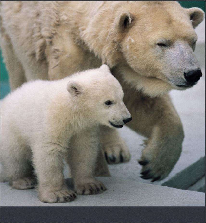 polar bear family online puzzle