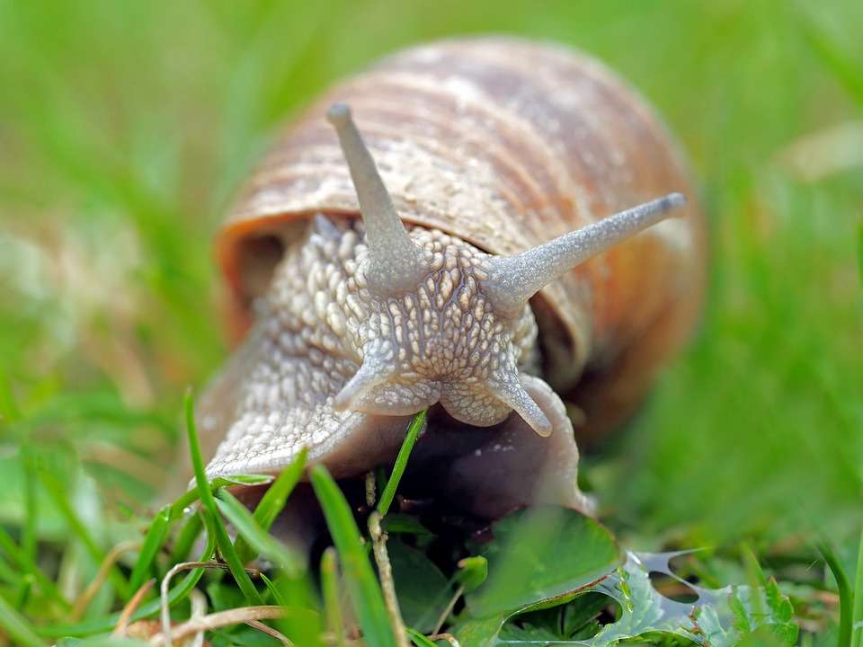 Snail online puzzle