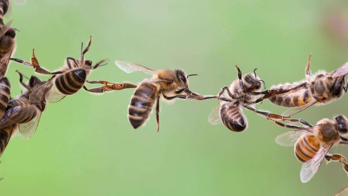 пчела Макмилан онлайн пъзел