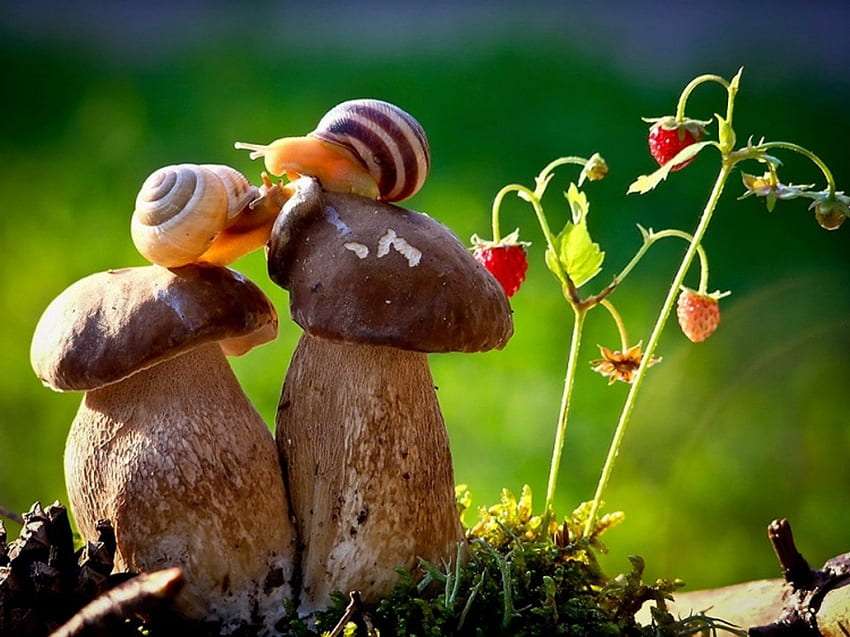 Förälskade sniglar, förälskade svamp, vilda jordgubbar Pussel online