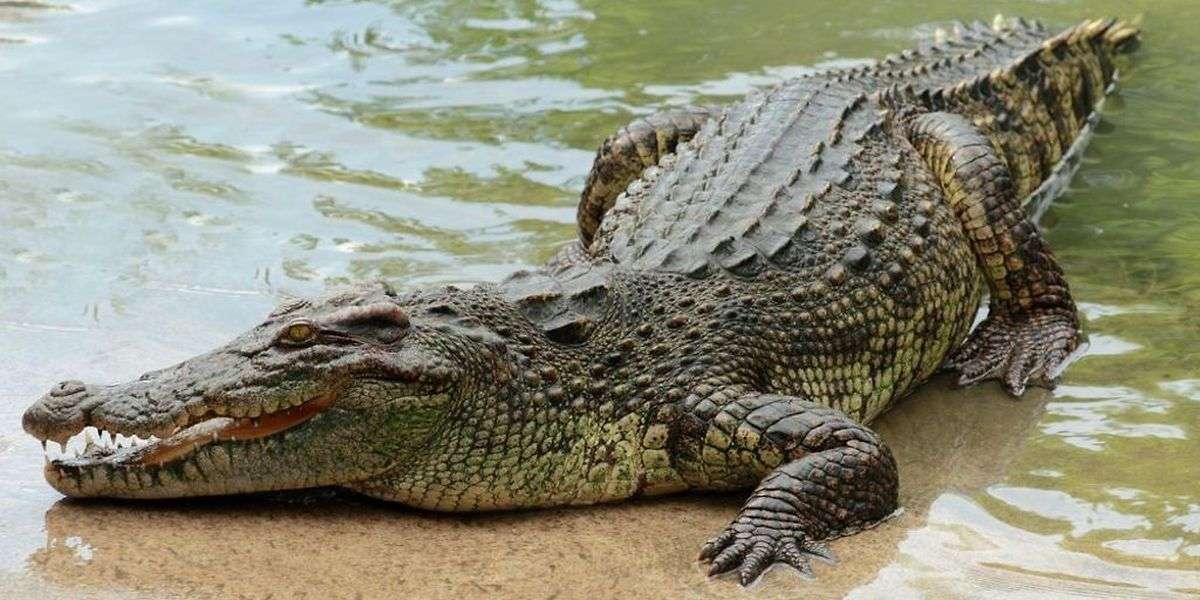 krokodil pussel på nätet