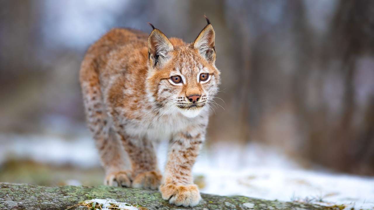 Lince nella foresta puzzle online