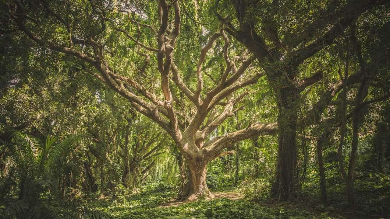 lesní stromy skládačky online
