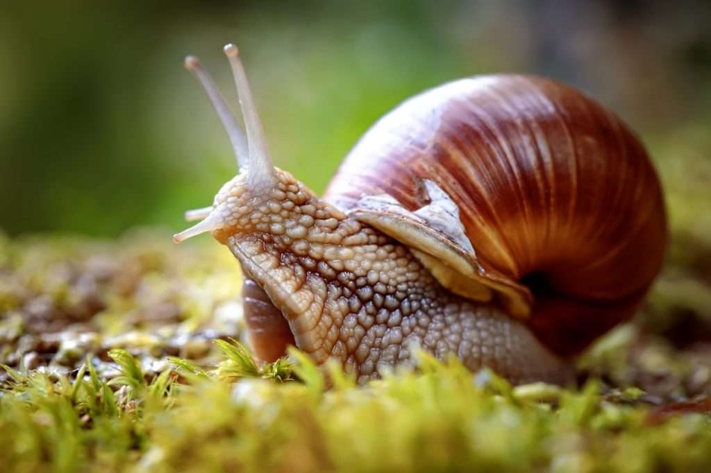 snail to assemble jigsaw puzzle online