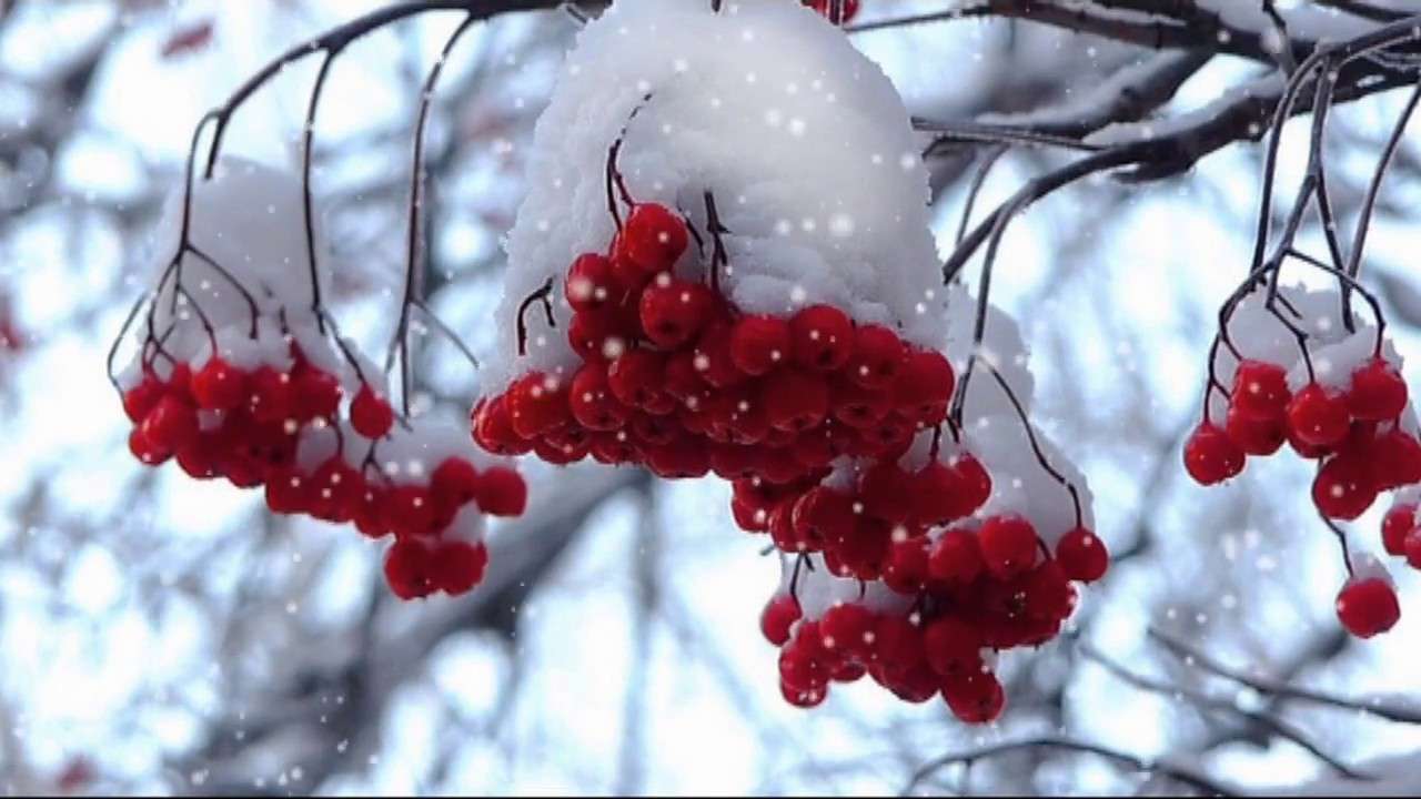 Κλαδί Rowan στο χιόνι παζλ online