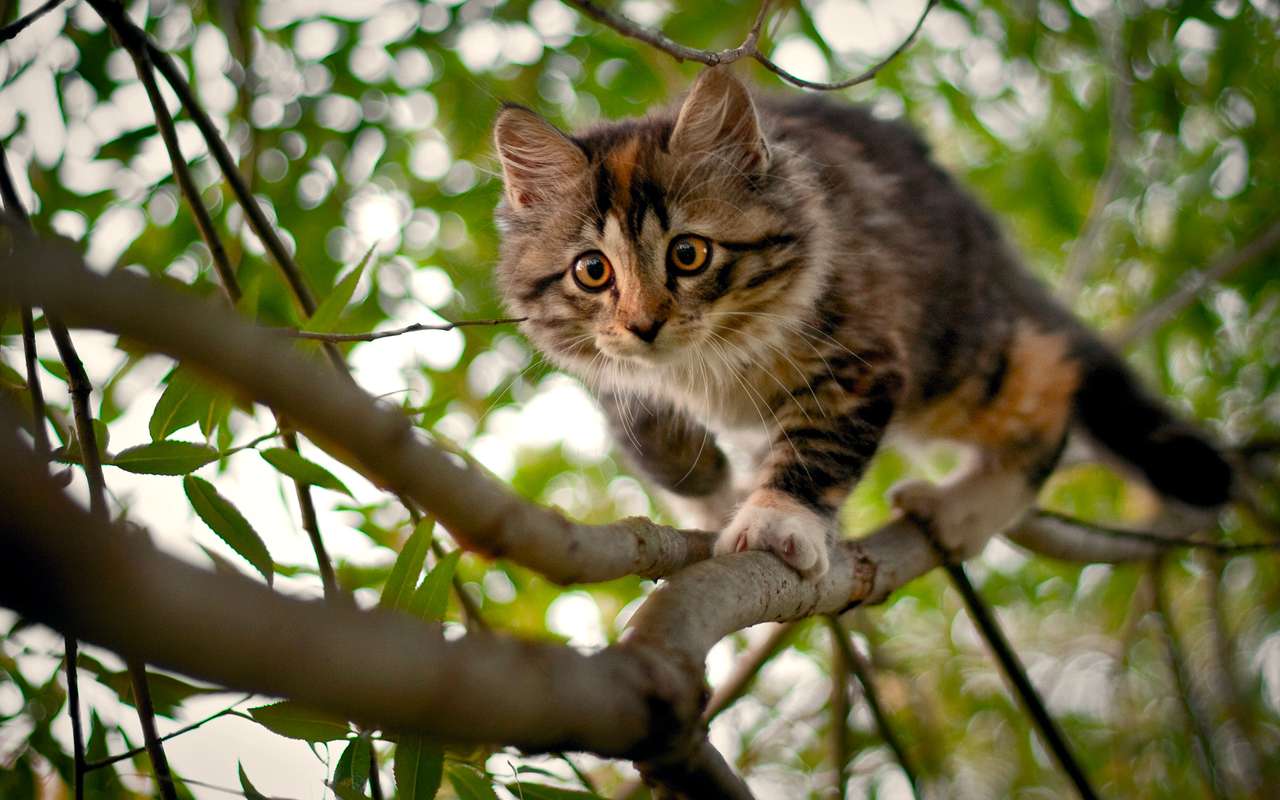 Katze auf einem Baum Puzzlespiel online