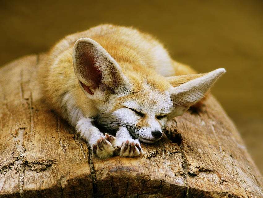 Raposa do Saara - Fenek raposa fofa com orelhas grandes puzzle online