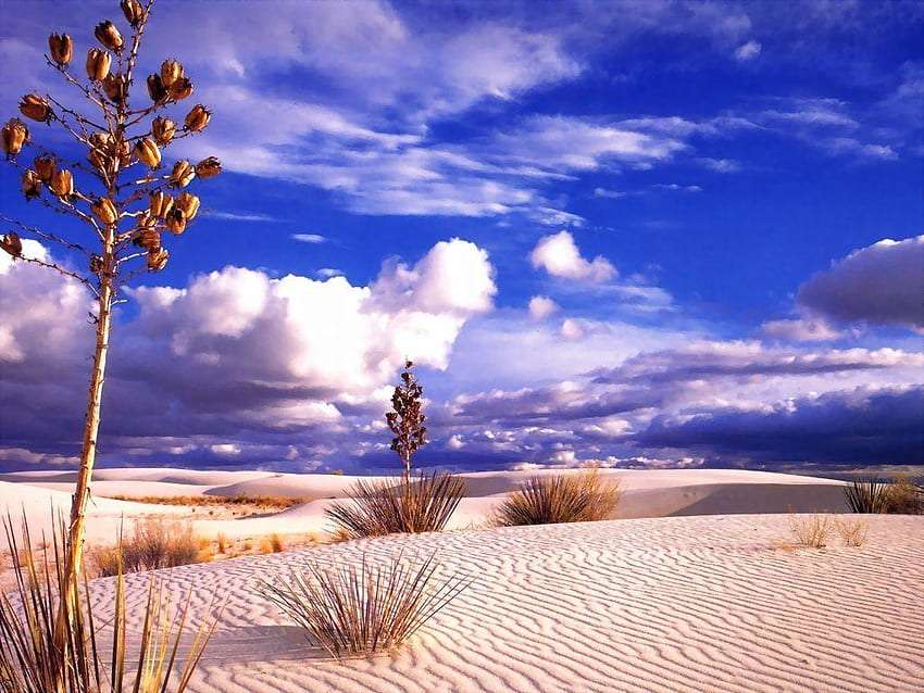Piante nel deserto, uno spettacolo interessante e affascinante puzzle online