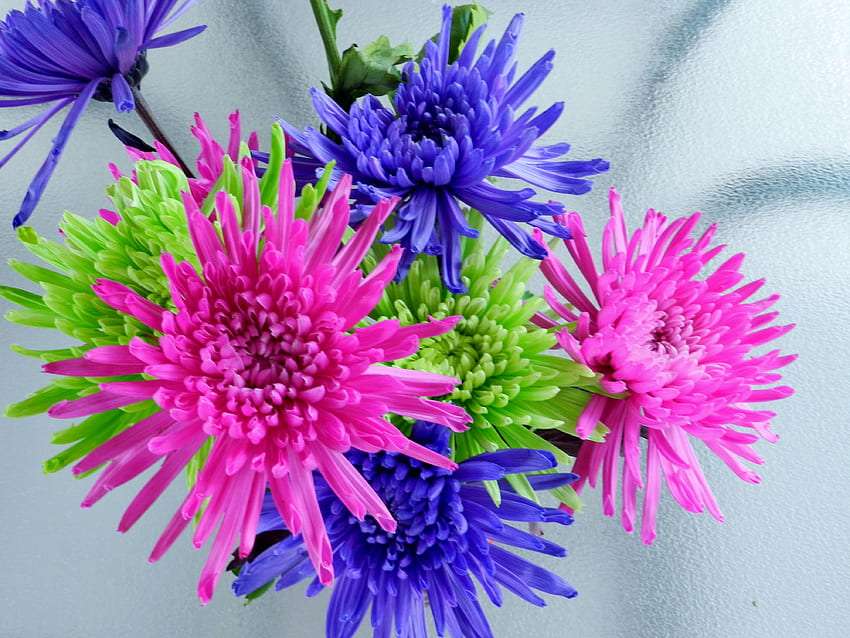 Beautiful colorful asters, their beauty delights jigsaw puzzle online