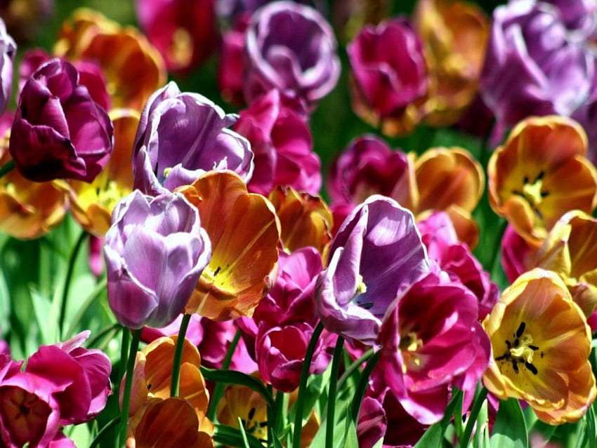 Die Tulpen verwelken, der Sommer kommt Online-Puzzle