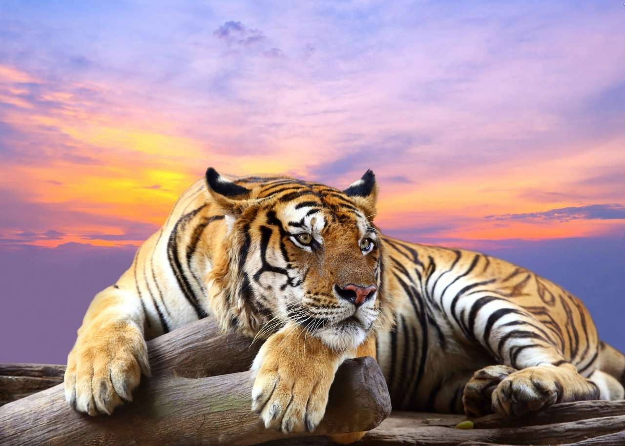 Tiger auf einem Baum bei Sonnenuntergang Online-Puzzle