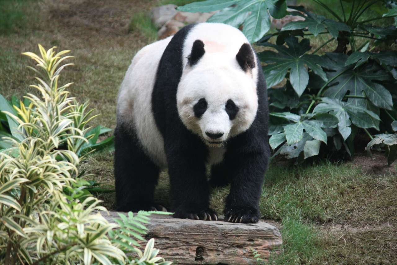 Мечката панда онлайн пъзел