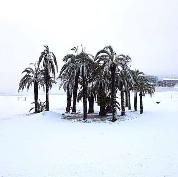 Palmbomen in de sneeuw legpuzzel online