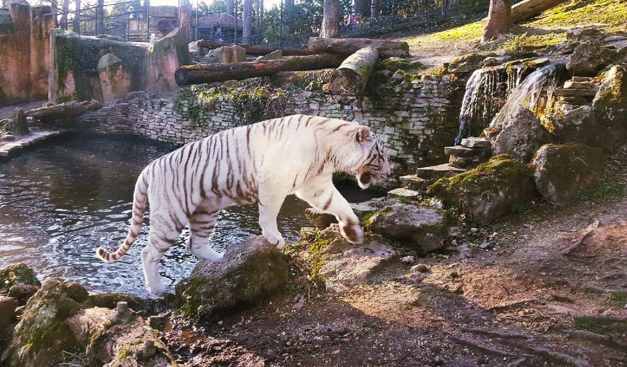 Puzzle cu tigru alb puzzle online