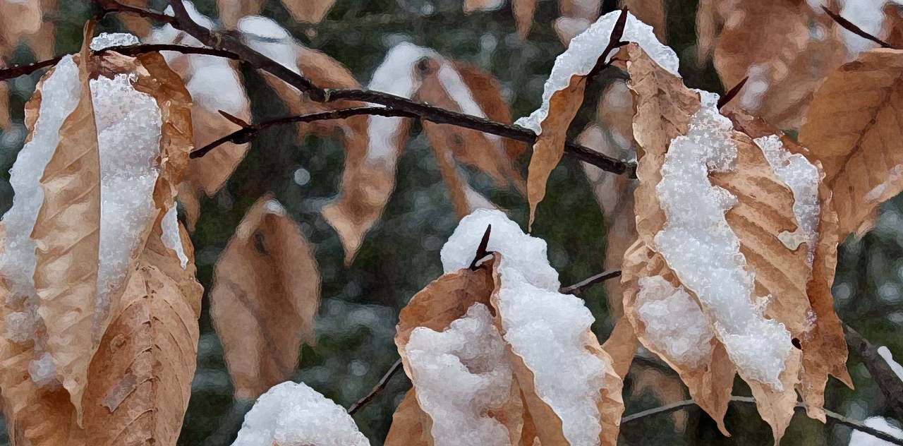 Снежные листья бука онлайн-пазл