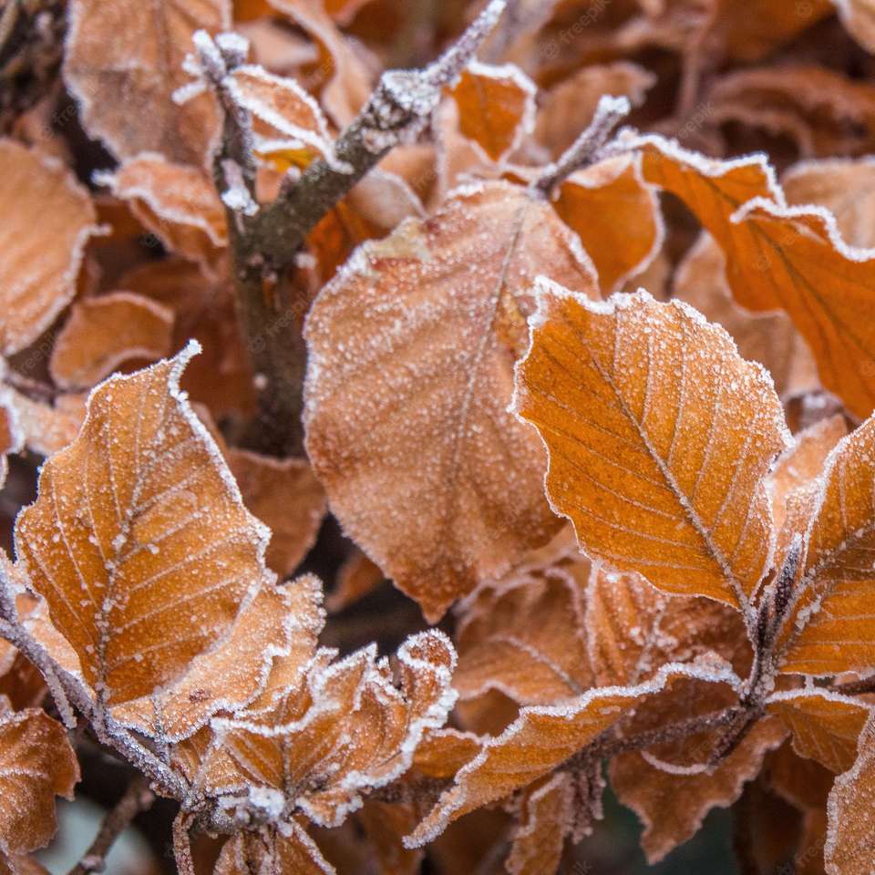 Folhas de faia congeladas puzzle online