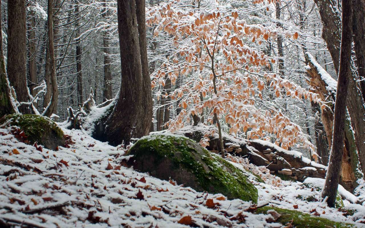 Ungt bokträd på vintern pussel på nätet
