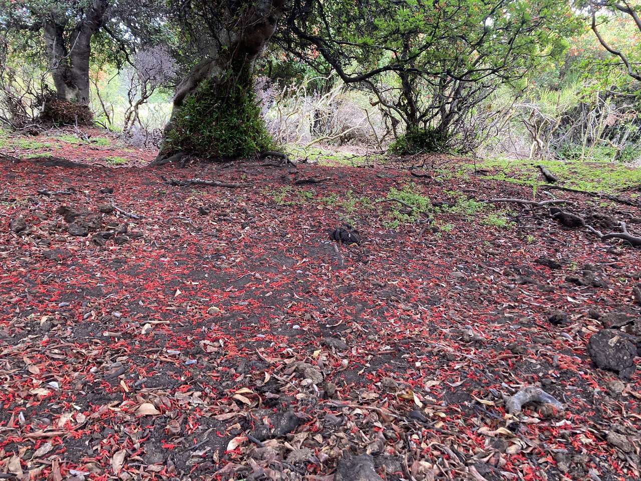 Bosque de notro ou ciruelillo quebra-cabeças online