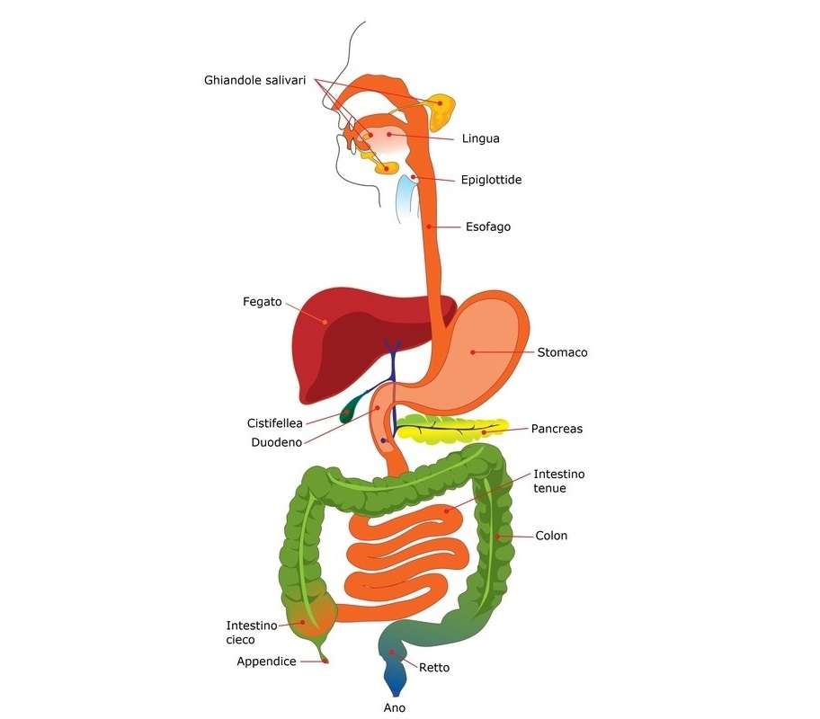 DIGESTIVE SYSTEM jigsaw puzzle online