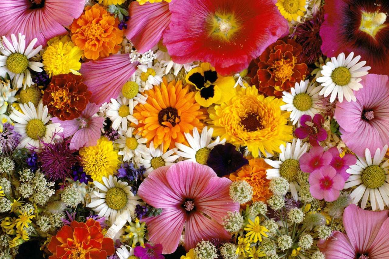 Maravillosas flores juntas de nuestros jardines. rompecabezas en línea