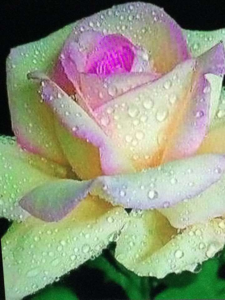 Floare de trandafir puzzle online