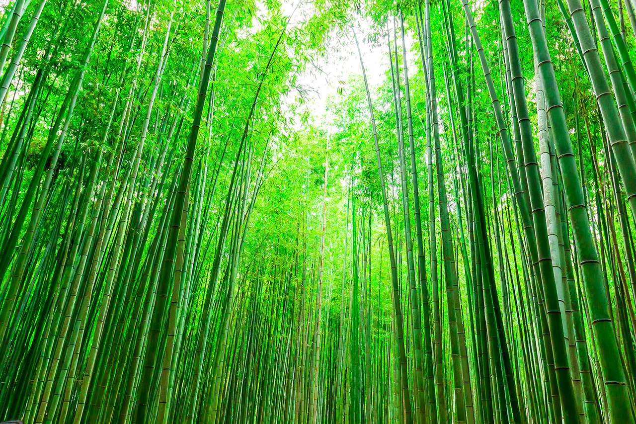Japanischer Bambuswald Online-Puzzle