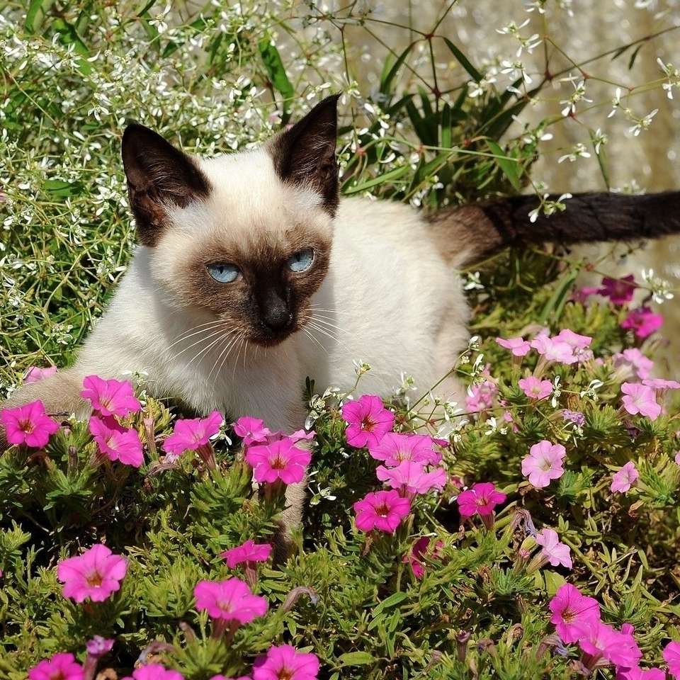 Een kat in een bloembed online puzzel