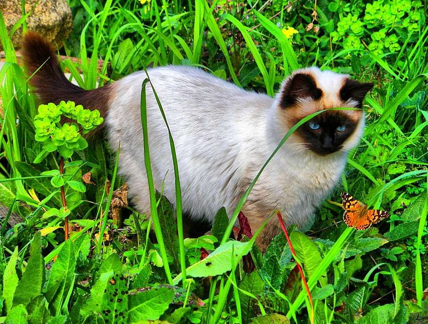 Gyönyörű kíváncsi cica, aranyos kirakós online