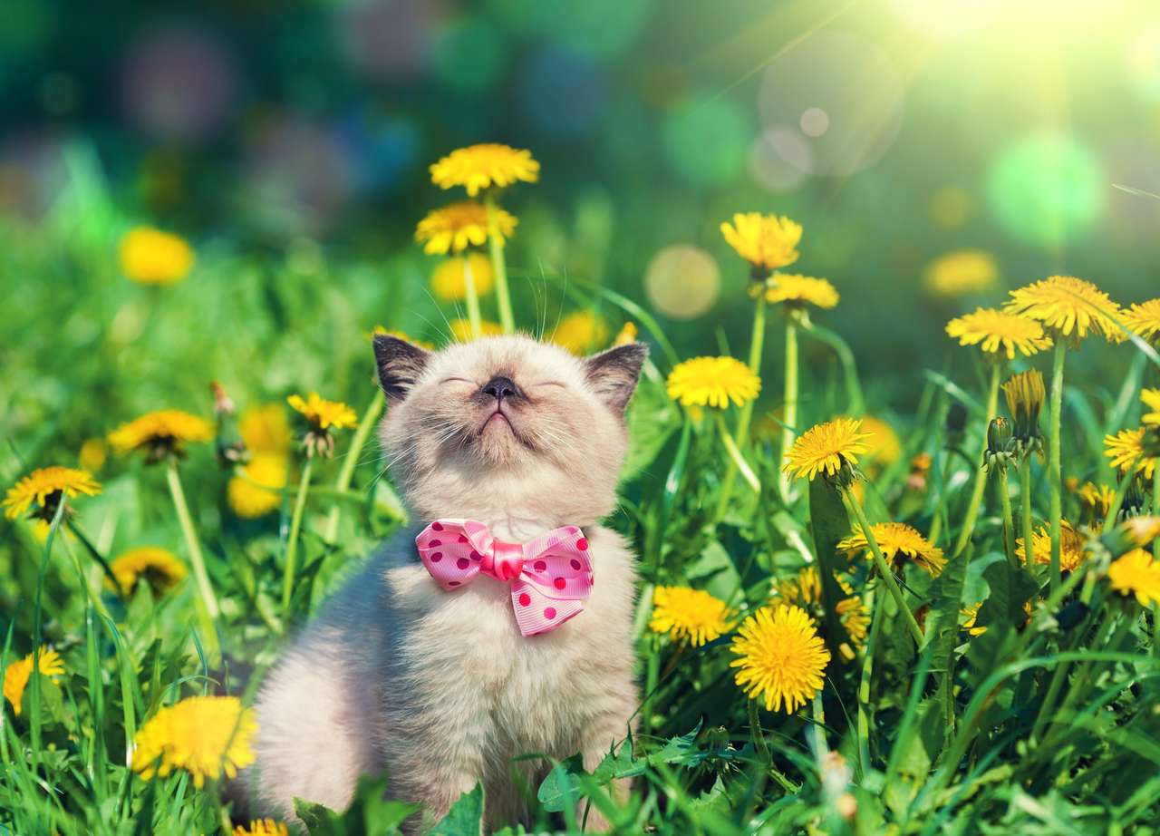 La alegría del gatito del sol primaveral, que simpático es :) rompecabezas en línea