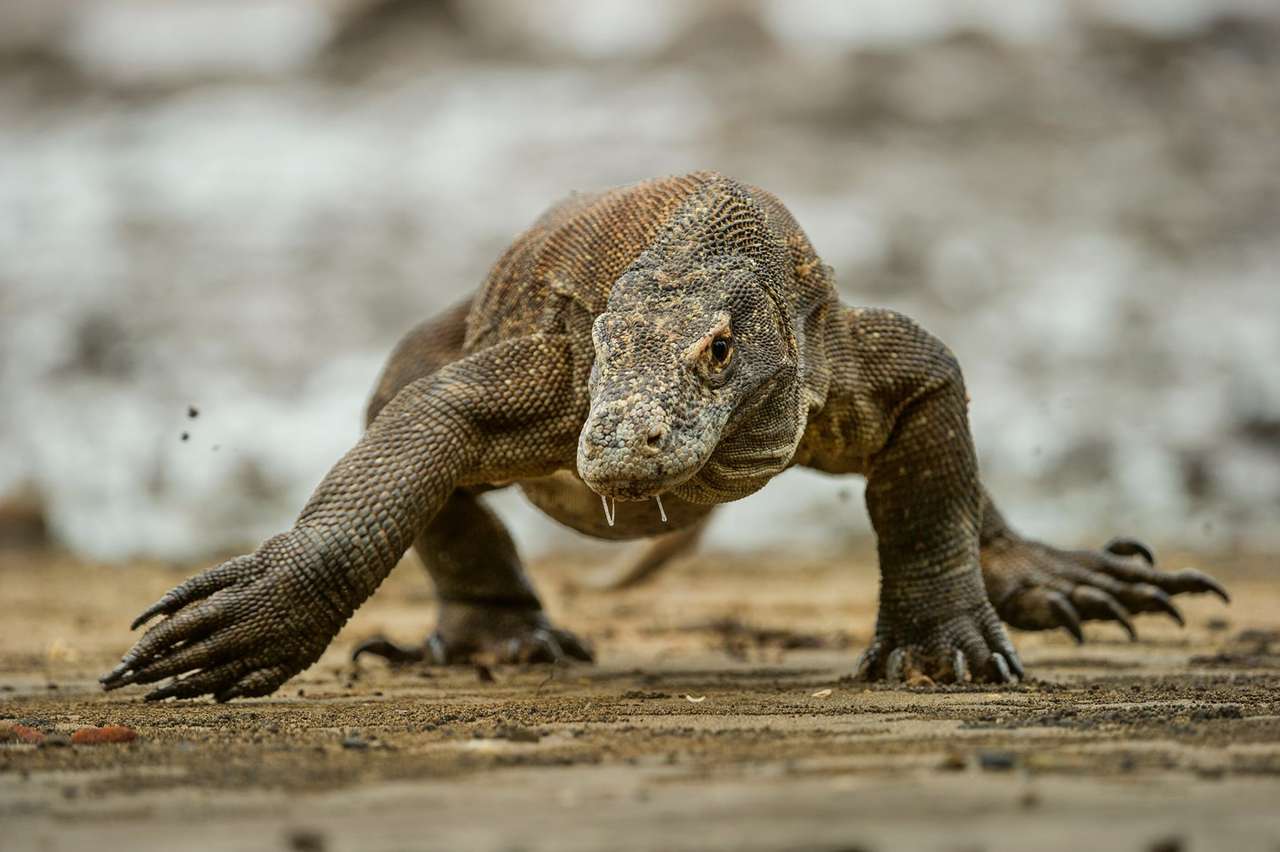 komodói sárkány kirakós online