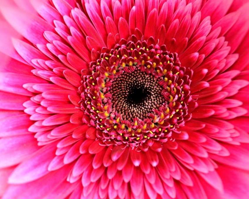 Розовый цветок герберы онлайн-пазл