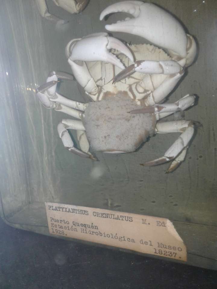 Crabe puzzle en ligne