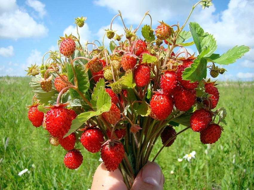 Bouquet de fraises puzzle en ligne