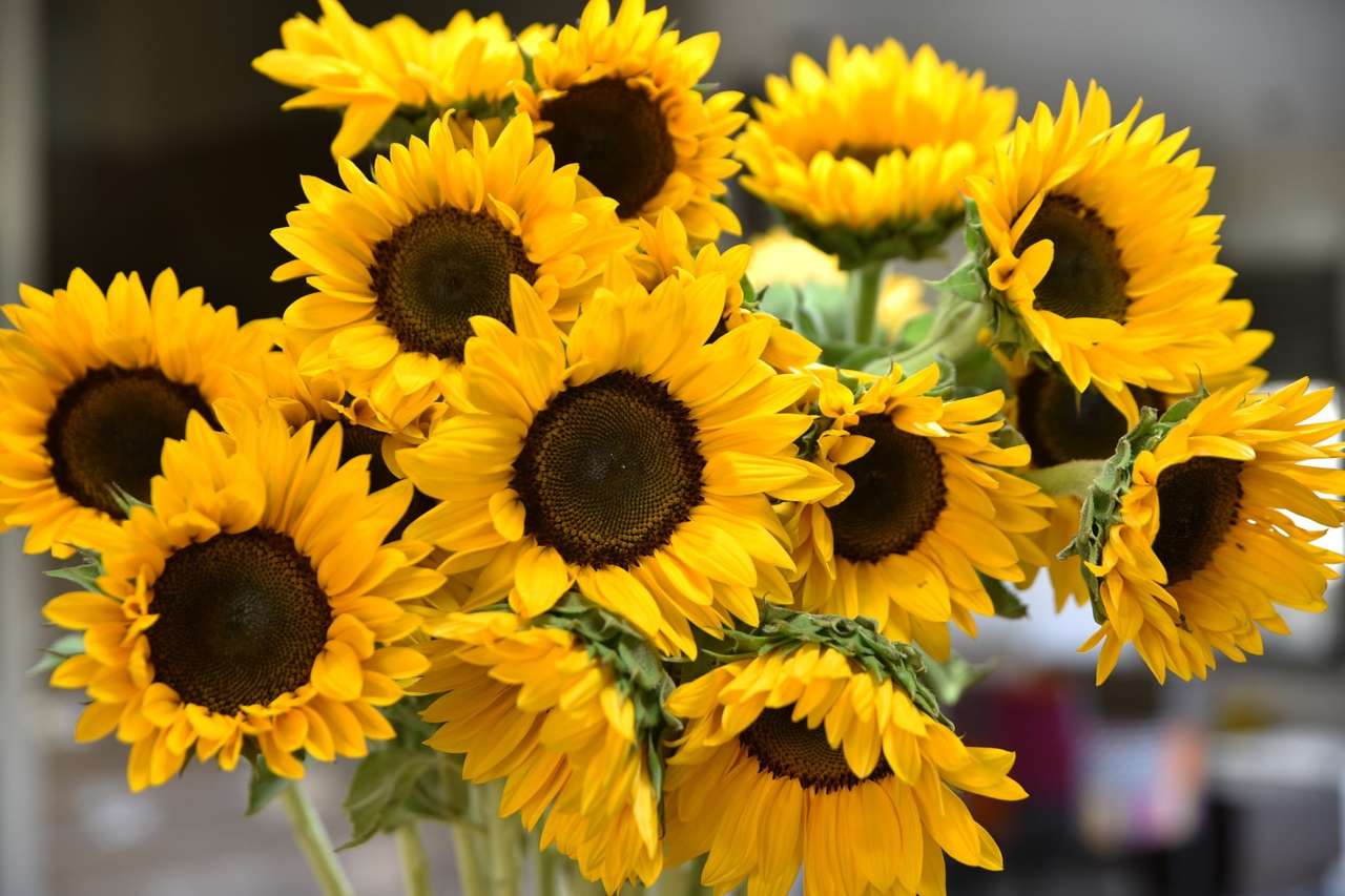Wie immer schöne anmutige Sonnenblumen Online-Puzzle