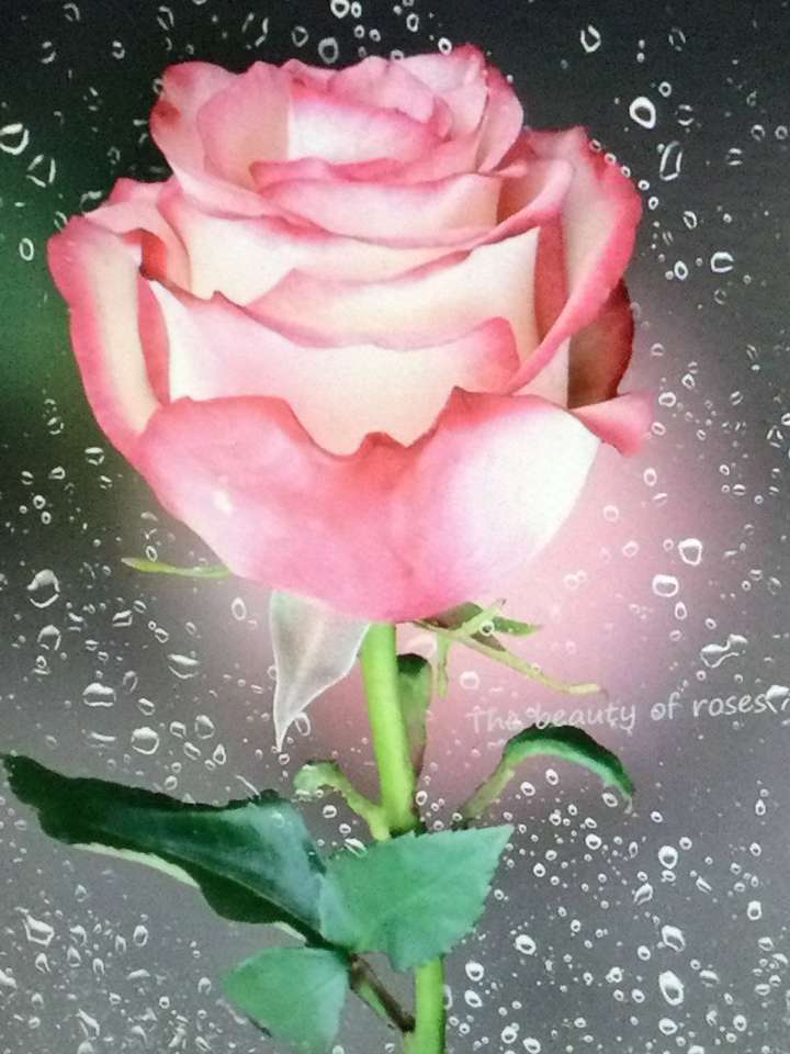 Een roze roos online puzzel