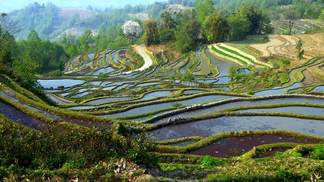 Βεράντες ρυζιού Yuanyang της Γιουνάν παζλ online