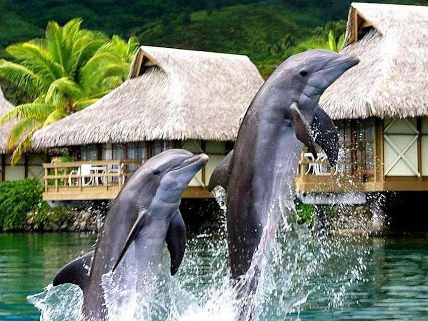 Akrobatik av söta delfiner, söt syn pussel på nätet