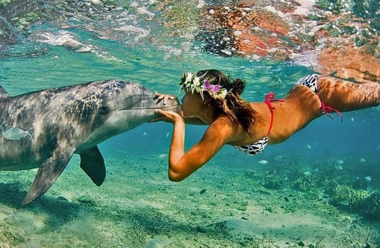 En kyss från en delfin, vilken utsikt :) pussel på nätet