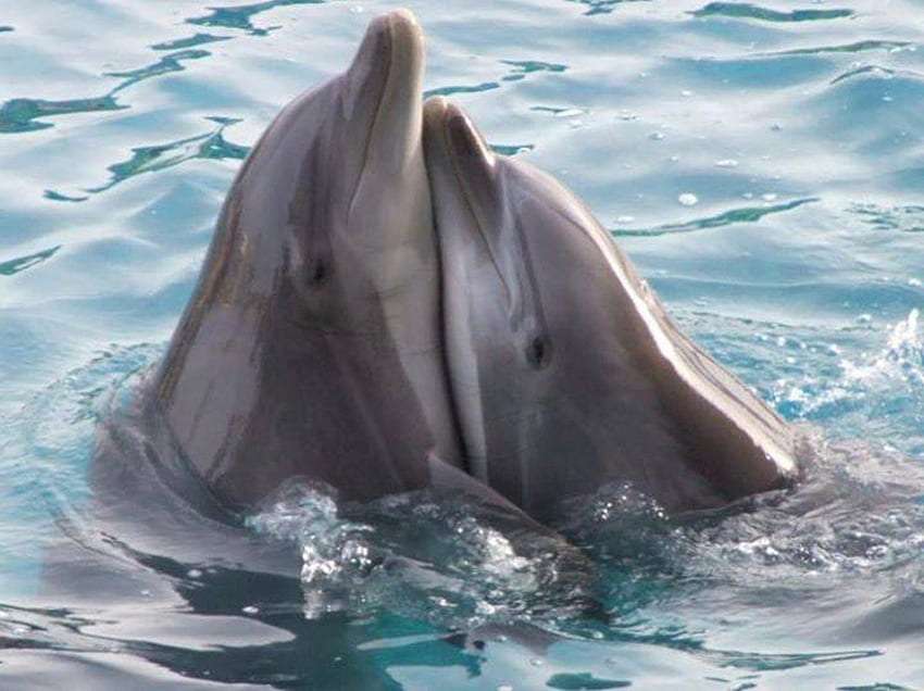 Ζευγάρι ερωτευμένα δελφίνια :) online παζλ