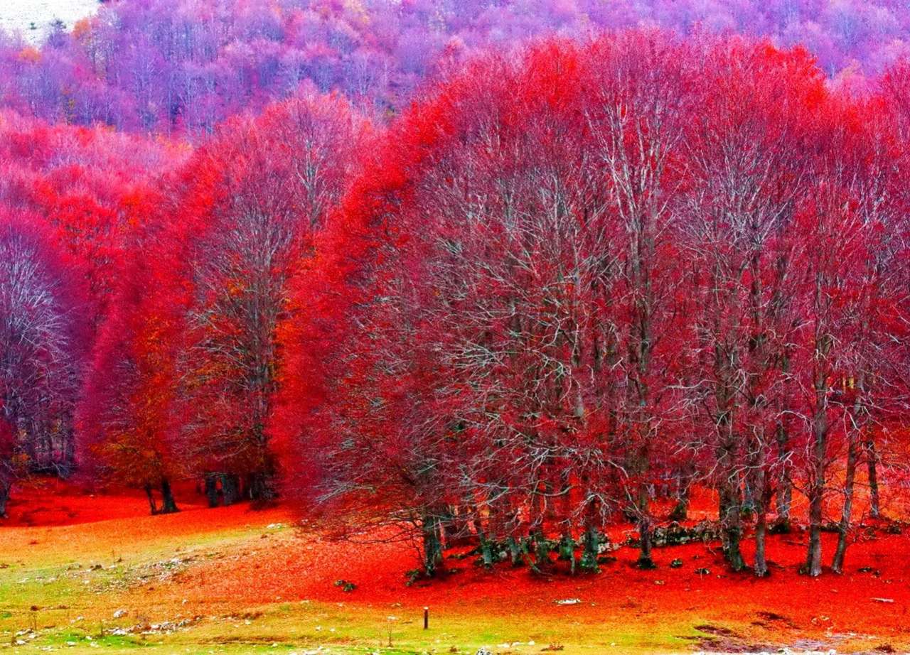 Огнени цветове на есенни дървета онлайн пъзел