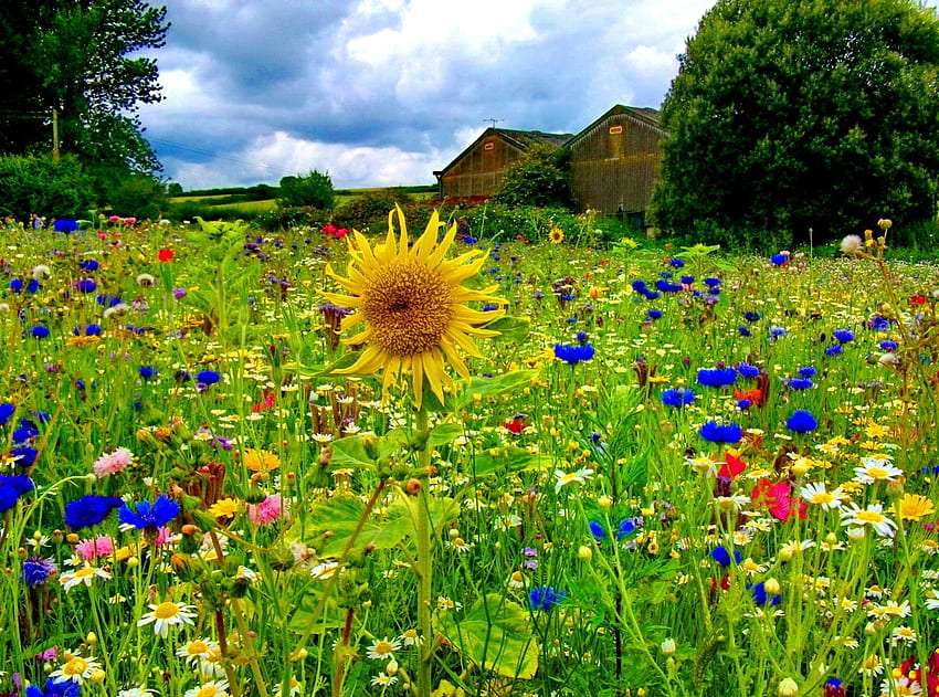 The beauty of the field with wildflowers delights jigsaw puzzle online